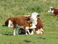 NL, Friesland, Terscheling, Boschplaat 83, Saxifraga-Foto Fitis-Sytske Dijksen