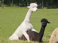 NL, Noord-Holland, Texel 49, Saxifraga-Foto Fitis-Sytske Dijksen