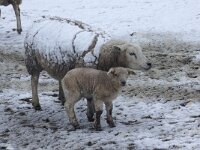 NL, Noord-Holland, Texel, De Hoge Berg 13, Saxifraga-Foto Fitis-Sytske Dijksen