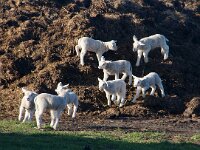 NL, Noord-Holland, Texel, De Hoge Berg 14, Saxifraga-Foto Fitis-Sytske Dijksen