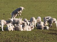 NL, Noord-Holland, Texel, De Hoge Berg 15, Saxifraga-Foto Fitis-Sytske Dijksen