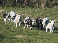 NL, Noord-Holland, Texel, De Hoge Berg 16, Saxifraga-Foto Fitis-Sytske Dijksen