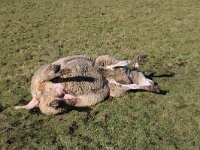 NL, Noord-Holland, Texel, De Hoge Berg 20, Saxifraga-Foto Fitis-Sytske Dijksen