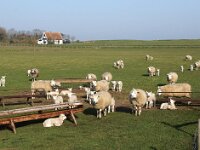 NL, Noord-Holland, Texel, De Hoge Berg 21, Saxifraga-Foto Fitis-Sytske Dijksen