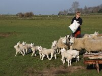 NL, Noord-Holland, Texel, De Hoge Berg 22, Saxifraga-Foto Fitis-Sytske Dijksen