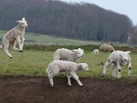 NL, Noord-Holland, Texel, De Waddel 2, Saxifraga-Foto Fitis-Sytske Dijksen