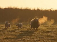 NL, Noord-Holland, Texel, Den Hoorn 14, Saxifraga-Foto Fitis-Sytske Dijksen