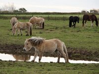 NL, Noord-Holland, Texel, Doolhof 1, Saxifraga-Foto Fitis-Sytske Dijksen