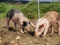 NL, Noord-Holland, Texel, Hemmerkooi 11, Saxifraga-Foto Fitis-Sytske Dijksen