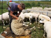 NL, Noord-Holland, Texel, Lancasterdijk 2, Saxifraga-Foto Fitis-Sytske Dijksen