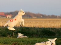 NL, Noord-Holland, Texel, Oudeweg 2, Saxifraga-Foto Fitis-Sytske Dijksen