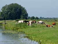 NL, Utrecht, Stichtse Vecht, Tienhovens Kanaal 1, Saxifraga-Foto Fitis-Sytske Dijksen
