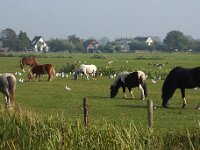 NL, Utrecht, Utrecht, Noorderpark 1, Saxifraga-Foto Fitis-Sytske Dijksen