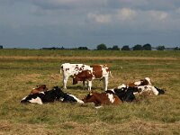 NL, Zuid-Holland, Lansingerland, Groene Zoom 3, Saxifraga-Foto Fitis-Sytske Dijksen