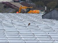 NL, Zuid-Holland, Westland, 's-Gravenzande 1, Saxifraga-Foto Fitis-Sytske Dijksen