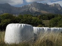 F, Isere, Gresse-en-Vercors 27, Saxifraga-Jan van der Straaten