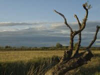 F, Bouches-du-Rhone, Saint Martin-de-Crau, Peau de Meau 39, Saxifraga-Marijke Verhagen