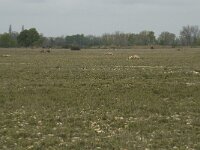 F, Bouches-du-Rhone, Saint-Martin-de-Crau, Peau de Meau 58, Saxifraga-Willem van Kruijsbergen