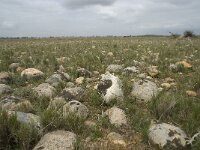 F, Bouches-du-Rhone, Saint-Martin-de-Crau, Peau de Meau 68, Saxifraga-Willem van Kruijsbergen