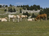 F, Drome, Treschenu-Creyers, Abri de l' Essaure 8, Saxifraga-Willem van Kruijsbergen