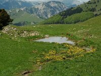 F, Drome, Treschenu-Creyers, Col de Menee 14, Saxifraga-Willem van Kruijsbergen