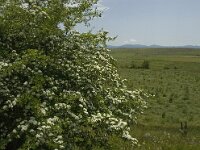 F, Lozere, Hures-la-Parade 18, Saxifraga-Jan van der Straaten