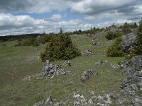 F, Lozere, Le Pompidou, l' Hospitalet 45, Saxifraga-Willem van Kruijsbergen