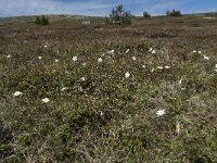 F, Lozere, Le Pont-de-Montvert, Col de Finiels 8, Saxifraga-Willem van Kruijsbergen