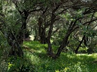 GR, Corfu, Pirgi 1, Saxifraga-Hans Dekker