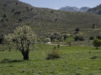 GR, Crete, Lasithi, Kiminaki 5, Saxifraga-Willem van Kruijsbergen