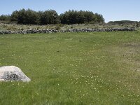 E, Avila, Navarradonda de Gredos 43, Saxifraga-Willem van Kruijsbergen