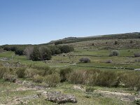 E, Avila, Navarradonda de Gredos 59, Saxifraga-Willem van Kruijsbergen