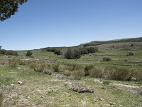 E, Avila, Navarradonda de Gredos 60, Saxifraga-Willem van Kruijsbergen