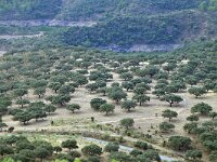 E, Caceres, Torrejon el Rubio 7, Saxifraga-Tom Heijnen