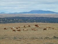 E, Caceres, Trujillo, CC-128 road to Caceres 12, Saxifraga-Tom Heijnen