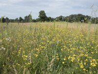 NL, Noord-Brabant, Goirle, Landgoed De Hoevens 81, Saxifraga-Willem van Kruijsbergen