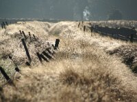 NL, Noord-Holland, Texel, De Hooge Berg 27, Saxifraga-Foto Fitis-Sytske Dijksen