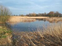 NL, Noord-Brabant, Bergeijk, Visvijvers Bergeijk (Liskes) 20, Saxifraga-Tom Heijnen