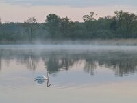 NL, Noord-Brabant, Valkenswaard, Visvijvers in Landgoed Valkenhorst 42, Saxifraga-Tom Heijnen