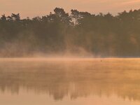 NL, Noord-Brabant, Valkenswaard, Visvijvers in Landgoed Valkenhorst 44, Saxifraga-Tom Heijnen