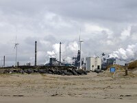 NL, Noord-Holland, Velsen, Kennemerstrand 1, Saxifraga-Foto Fitis-Sytske Dijksen