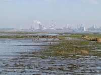 NL, Zeeland, Hulst, Hedwigepolder 8, Saxifraga-Tom Heijnen