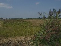 NL, Noord-Brabant, Oisterwijk, De Gement 4, Saxifraga-Jan van der Straaten