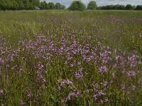 NL, Noord-Brabant, Oisterwijk, Helsbroek 3, Saxifraga-Jan van der Straaten