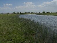 NL, Noord-Brabant, Steenbergen, Botkreek 5, Saxifraga-Jan van der Straaten