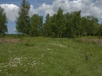 NL, Noord-Brabant, Steenbergen, Dintelse Gorzen 24, Saxifraga-Jan van der Straaten