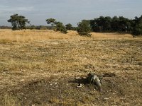 B, Limburg, Neerpelt, Hageven 23, Saxifraga-Jan van der Straaten