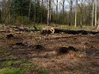 B, Limburg, Peer, Neerhoksent 17, Saxifraga-Jan van der Straaten