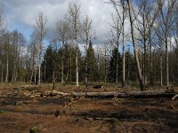 B, Limburg, Peer, Neerhoksent 19, Saxifraga-Jan van der Straaten