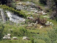F, Isere, Gresse-en-Vercors, Sous Pierre Blanche 1, Saxifraga-Jan van der Straaten